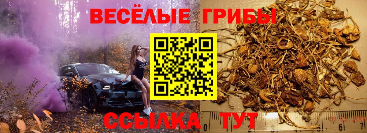 Галлюциногенные грибы Psilocybe  Вход с VPN  Ишим 